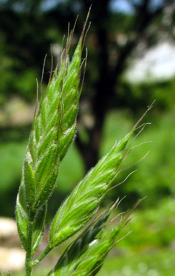 Bromus12