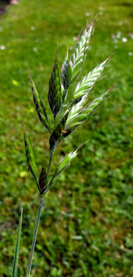 Bromus10