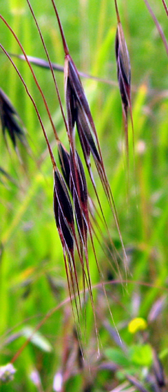 Bromus6