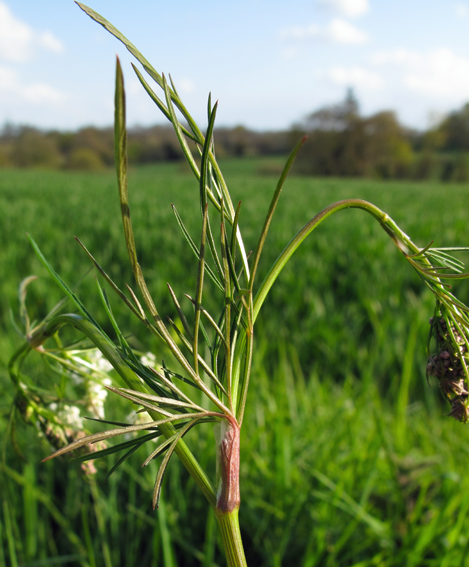 Conopodium1
