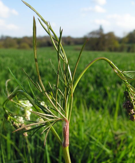 Conopodium1