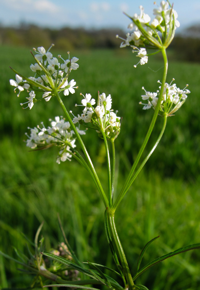 Conopodium3