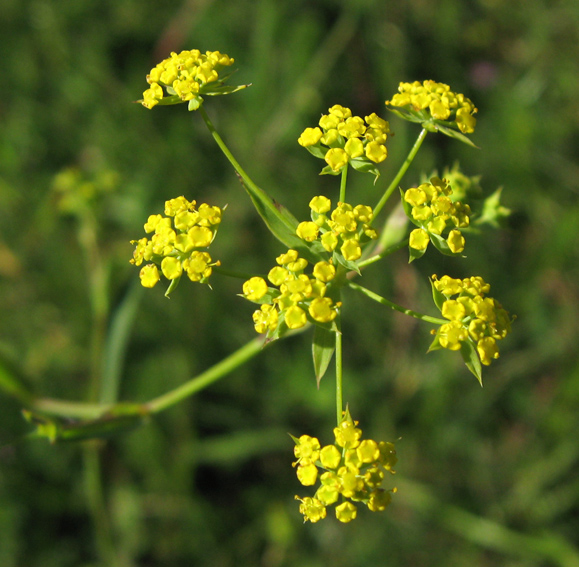 Bupleurum3