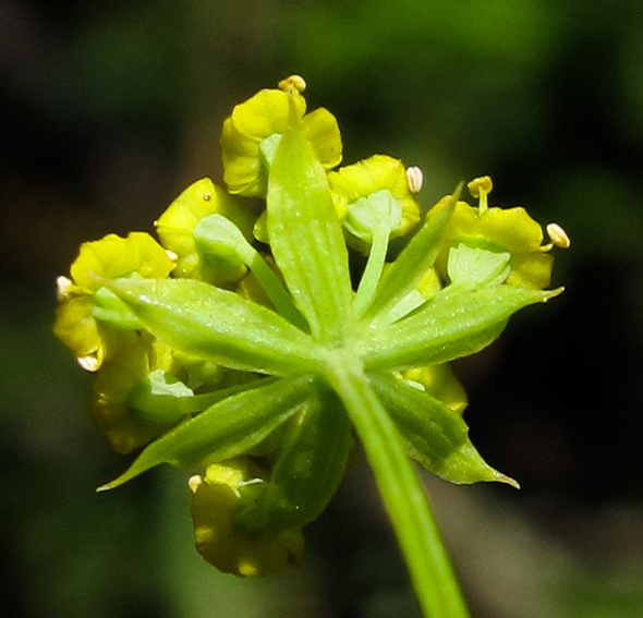 Bupleurum4b