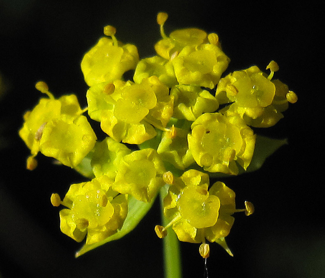 Bupleurum5