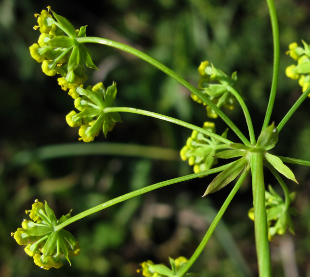 Bupleurum4