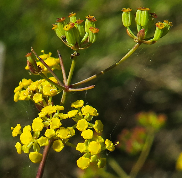 Bupleurum5a