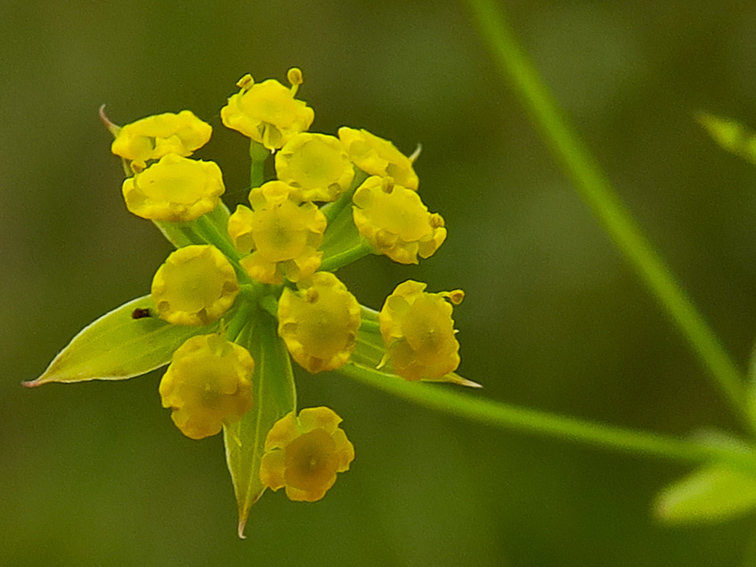 Bupleurum3a