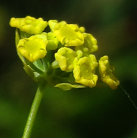 Bupleurum4a