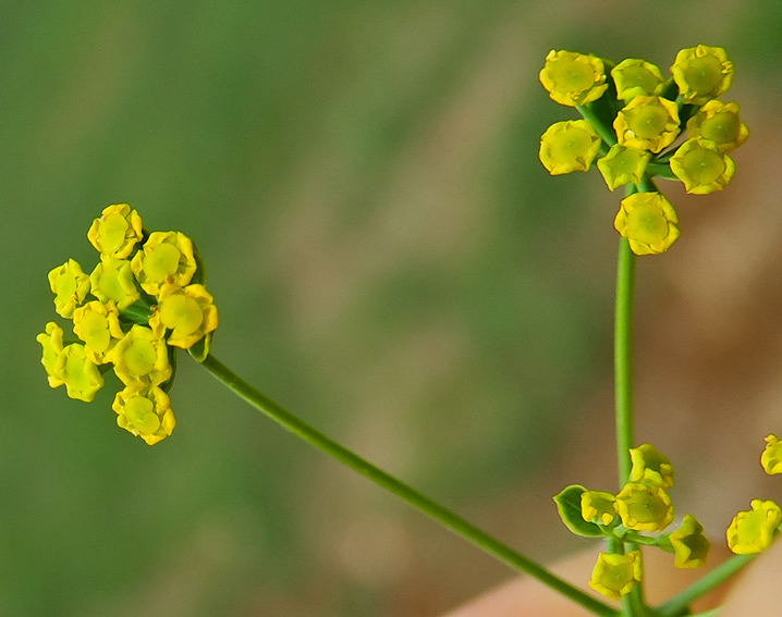 Bupleurum3b