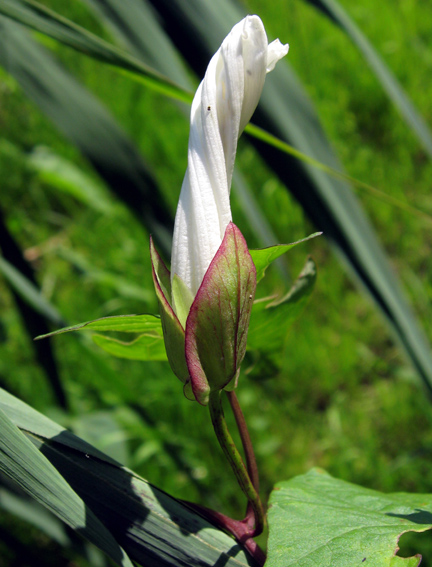 Calystegia2