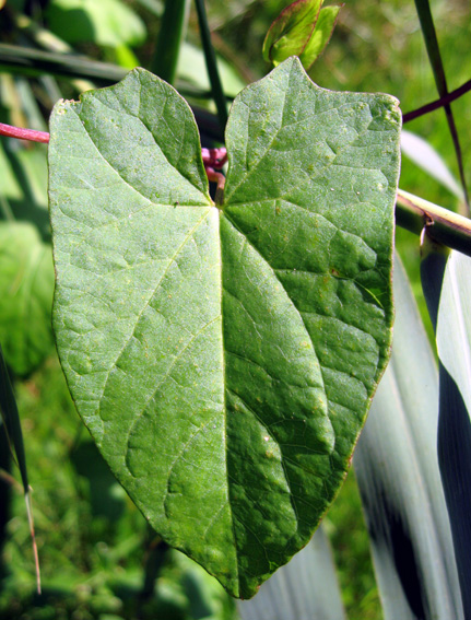 Calystegia1