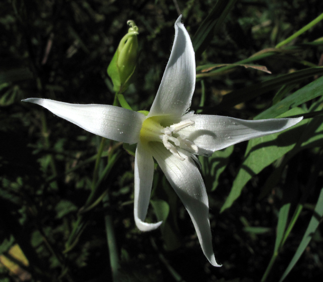 Calystegia4