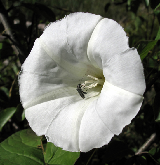 Calystegia3