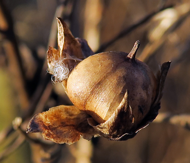 Calystegia5