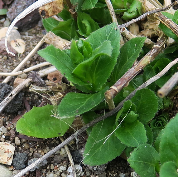 Campanula37a