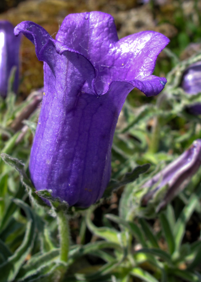 Campanula45