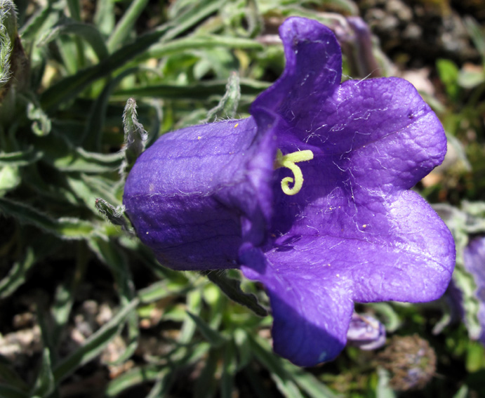 Campanula46