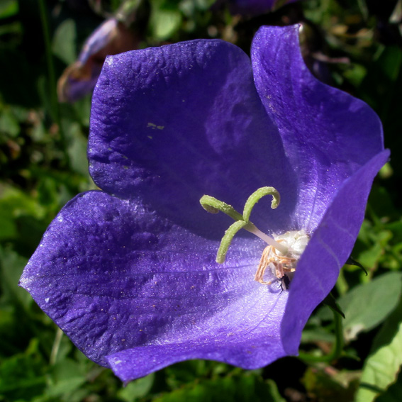 Campanula35