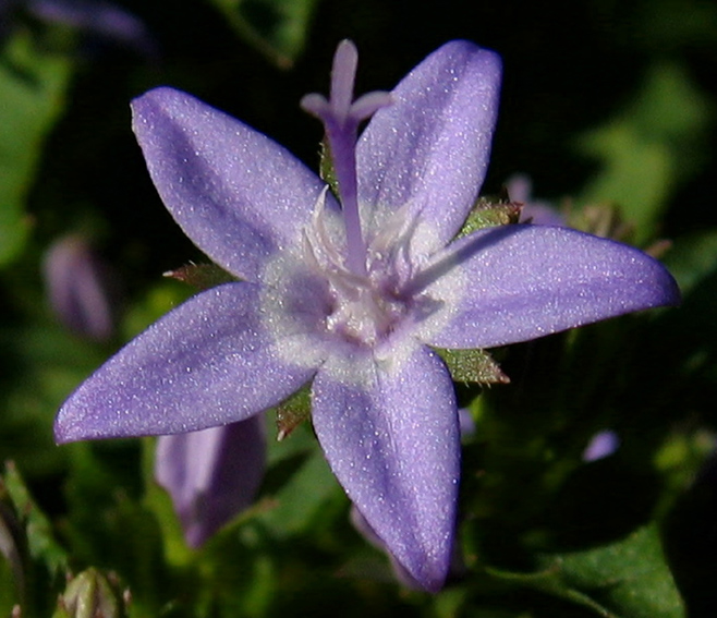 Campanula23