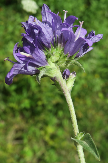 Campanula59