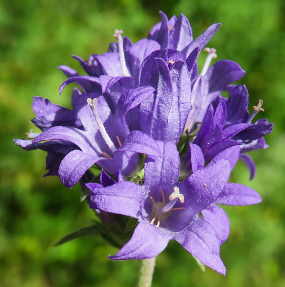 Campanula61