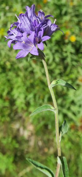 Campanula55