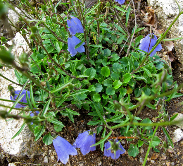 Campanula27