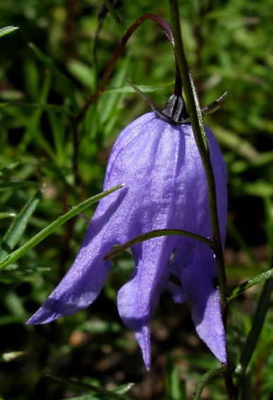 Campanula33