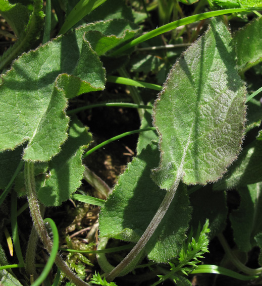 Campanula1a