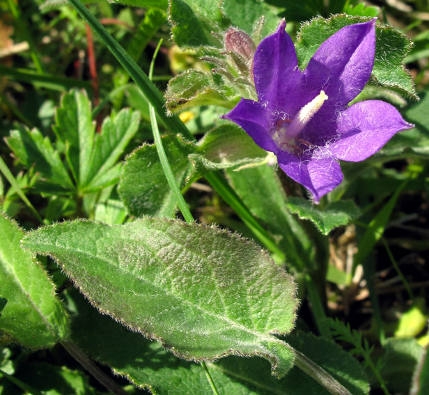 Campanula1b