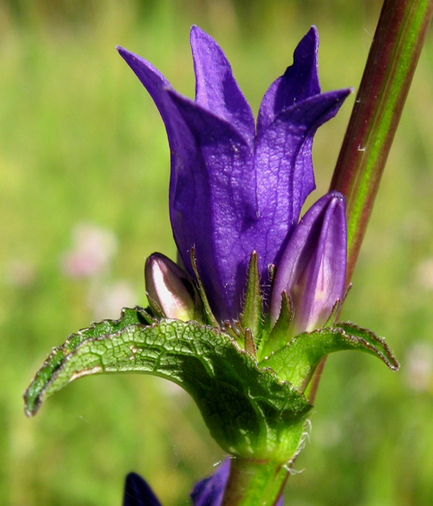 Campanula4