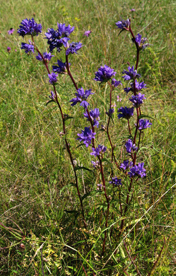 Campanula1