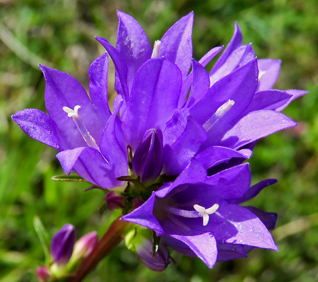 Campanula4c