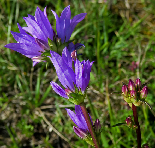 Campanula4a