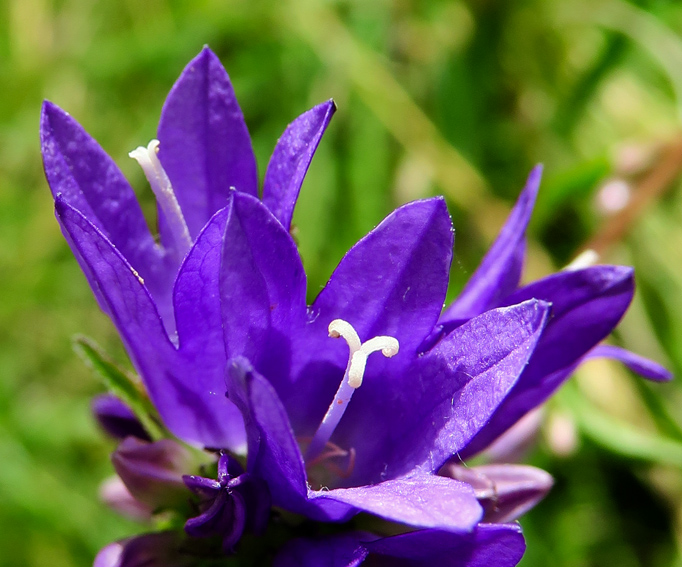 Campanula4e