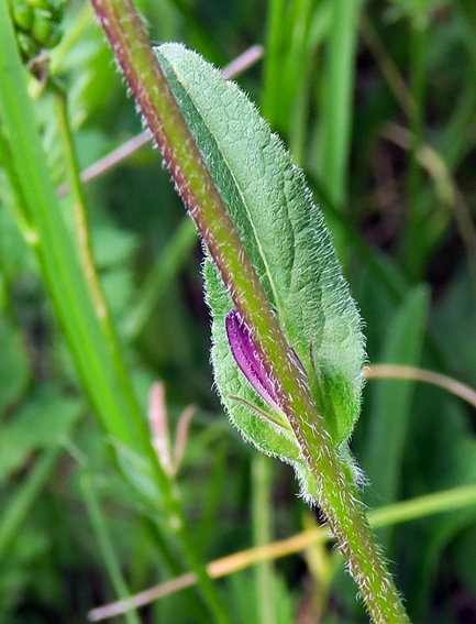 Campanula2