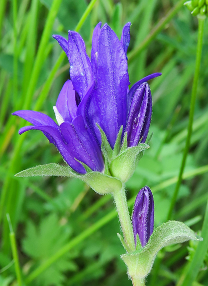 Campanula4h