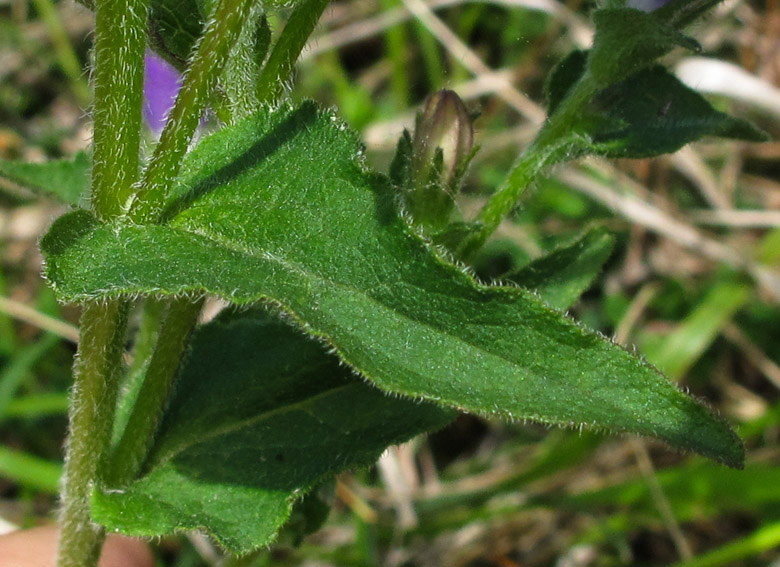 Campanula2a