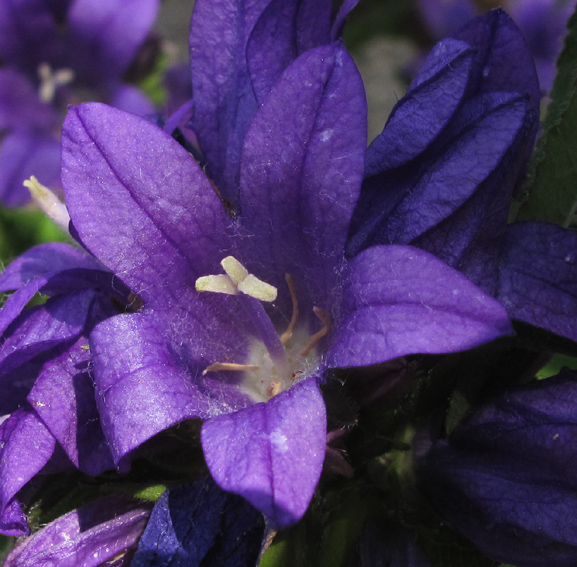 Campanula4b