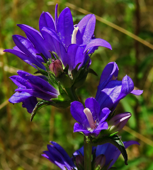 Campanula3