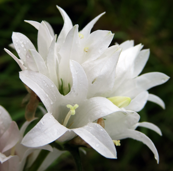 Campanula4g