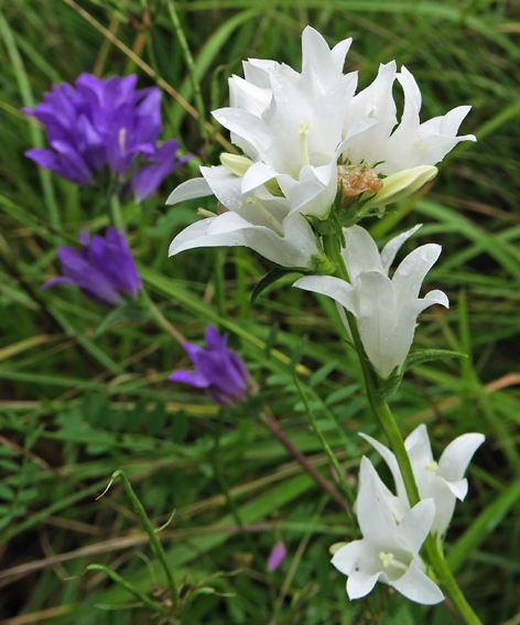 Campanula4f