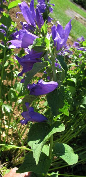 Campanula22a