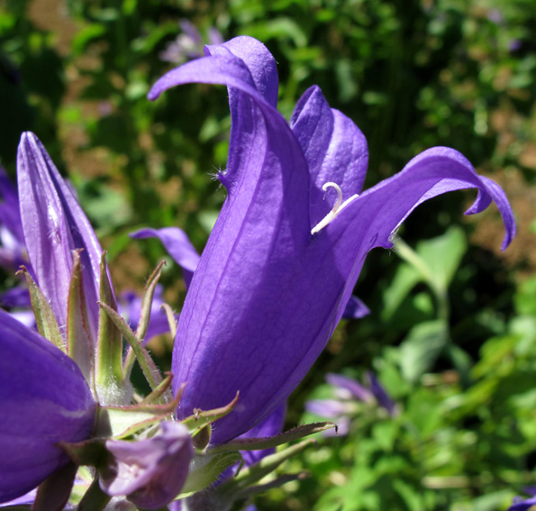 Campanula22c