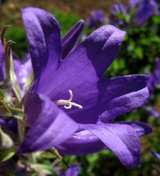 Campanula22d