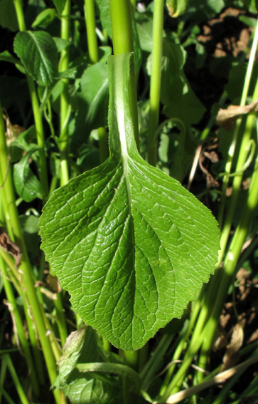 Campanula22b