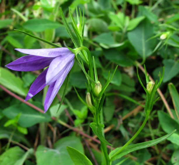 Campanula43