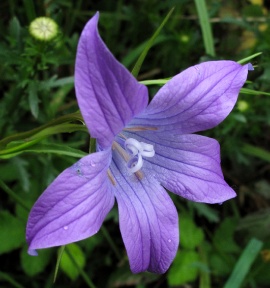 Campanula38