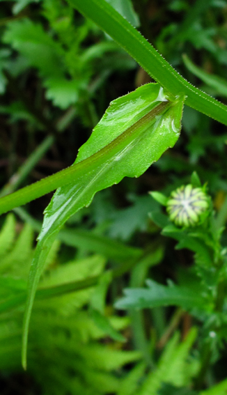 Campanula39